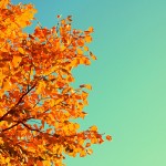 complimentary-autumn