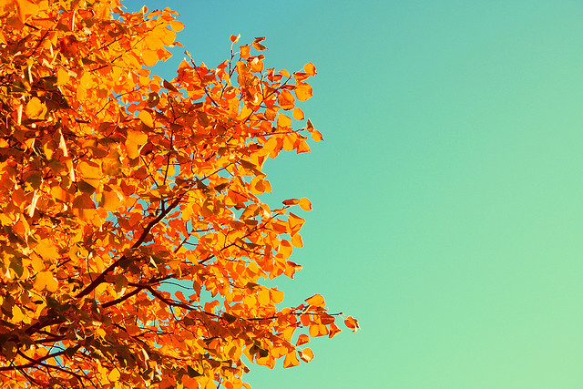 complimentary-autumn